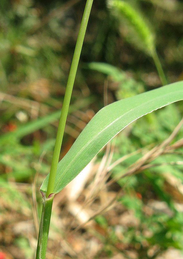 Изображение особи Setaria viridis.