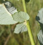 Salix aurita. Прилистники. Московская обл., Лотошинский р-н, окр. дер. Савостино, опушка леса. 08.07.2013.