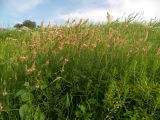 Onobrychis inermis