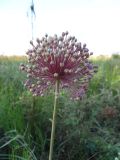 Allium ampeloprasum