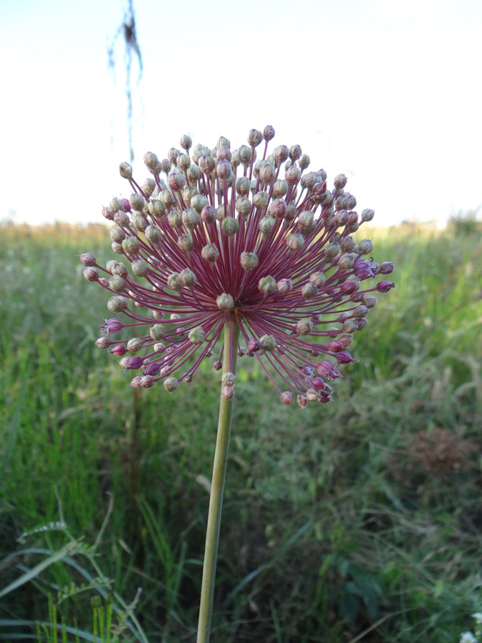 Image of Allium ampeloprasum specimen.