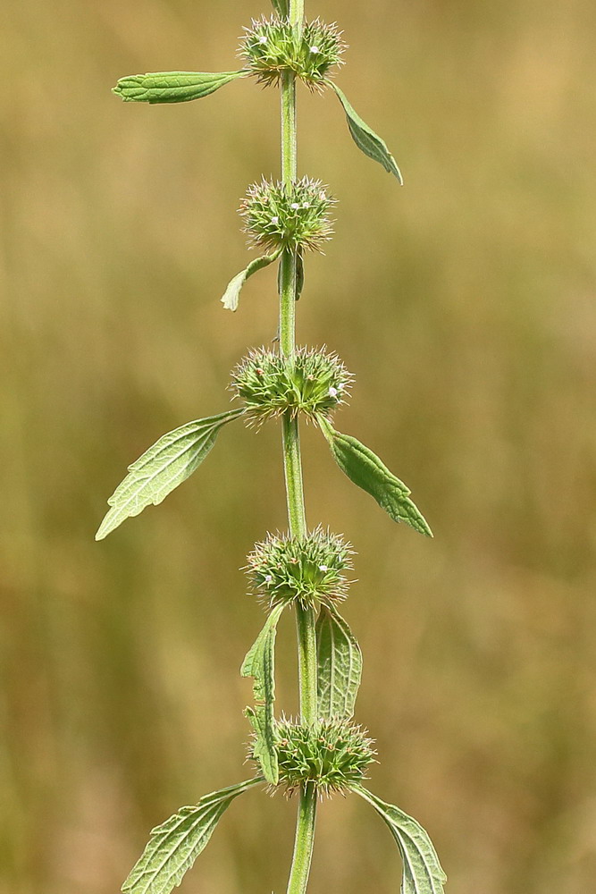 Изображение особи Chaiturus marrubiastrum.