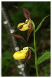 Cypripedium calceolus. Цветки. Республика Татарстан, Камско-Устьинский район, памятник природы \"Юрьевские пещеры\".