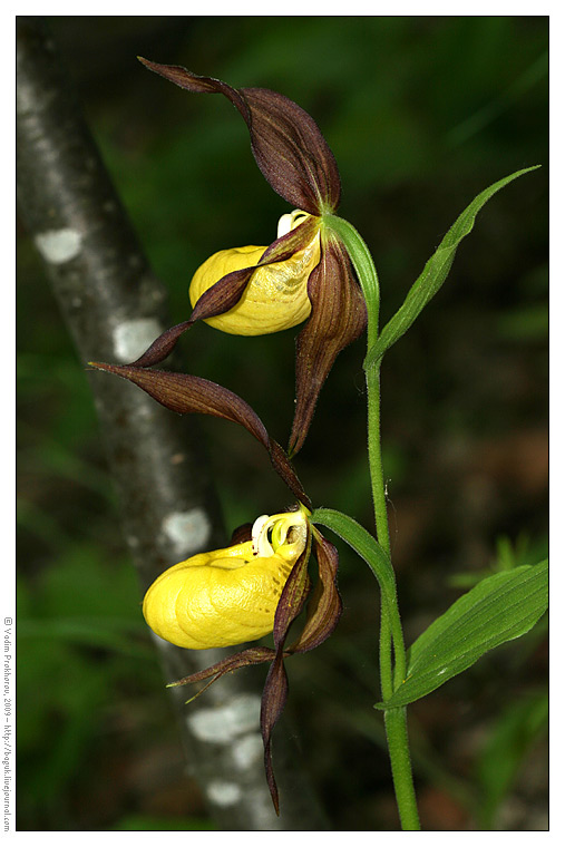 Image of Cypripedium calceolus specimen.