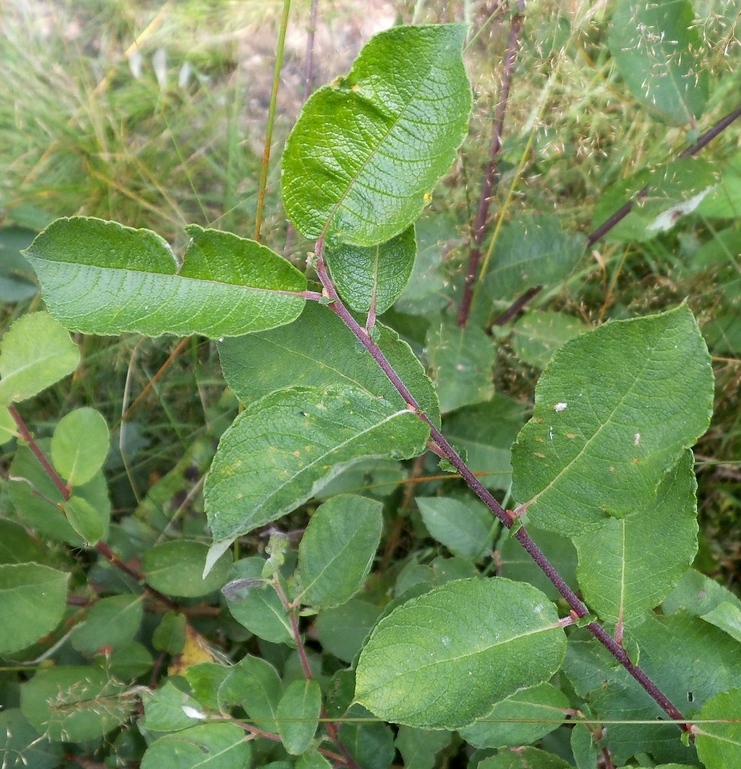 Image of Salix × capreola specimen.