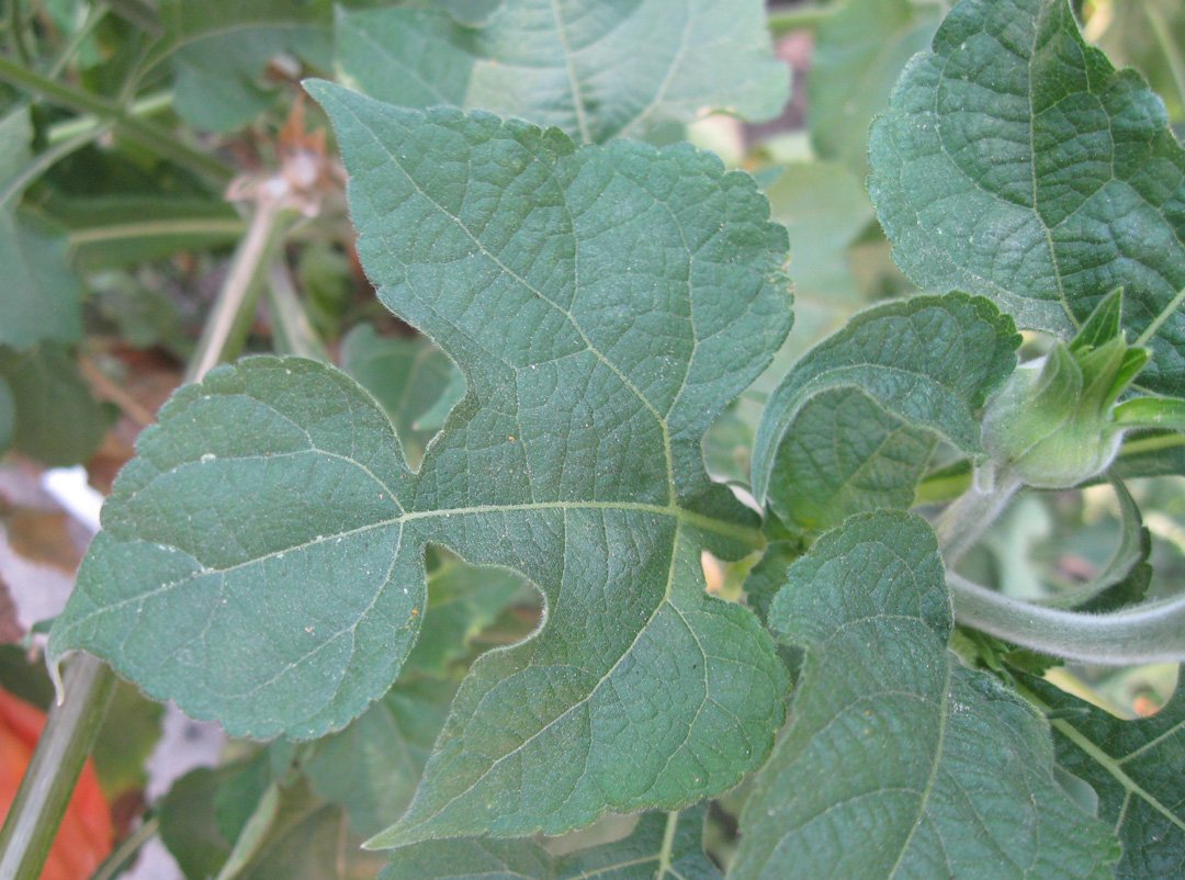 Image of Tithonia rotundifolia specimen.