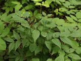 Lathyrus vernus. Растение с вызревшими плодами в широколиственном лесу. Санкт-Петербург, Дудергофские высоты. Конец июля.