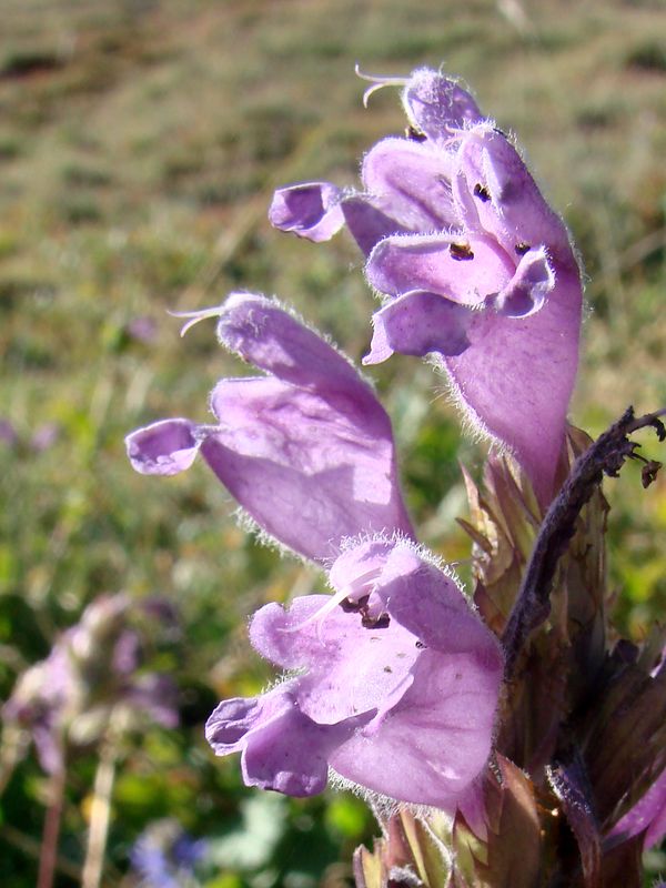 Image of Dracocephalum formosum specimen.