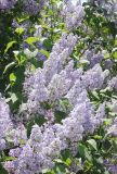 Syringa vulgaris. Ветви с соцветиями. Черноморское побережье Кавказа, Новороссийский р-н, южнее г. Гудзева, в культуре. 2 мая 2013 г.