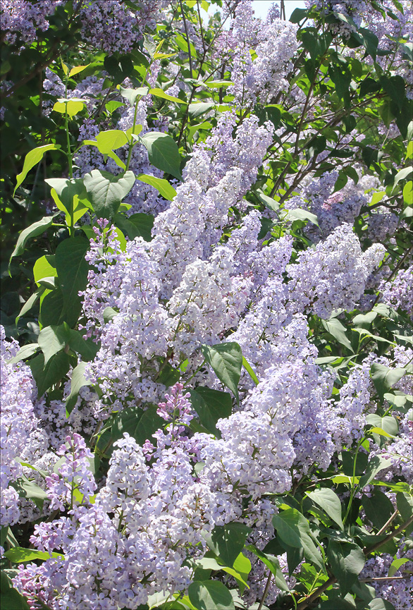 Изображение особи Syringa vulgaris.