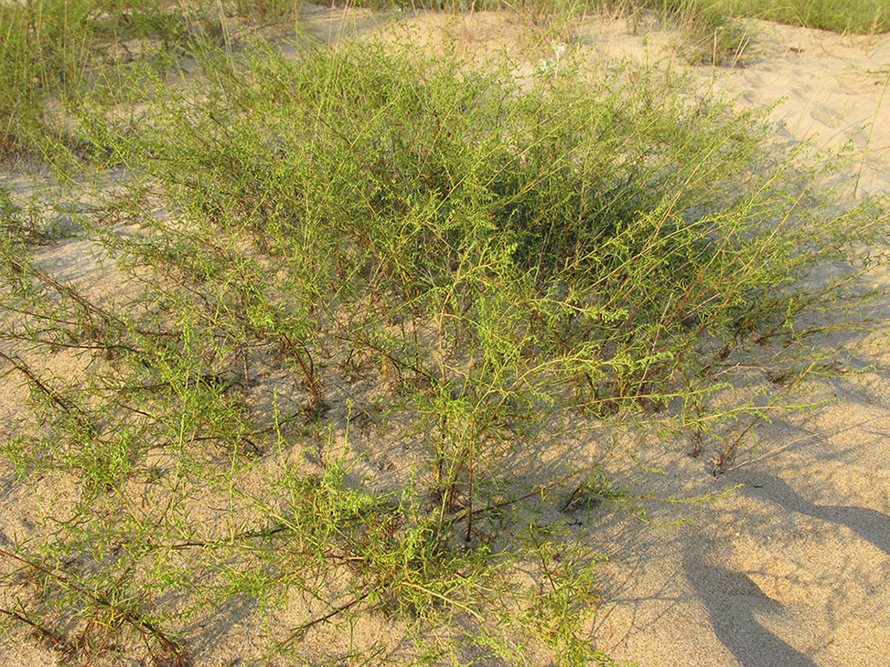 Image of genus Artemisia specimen.