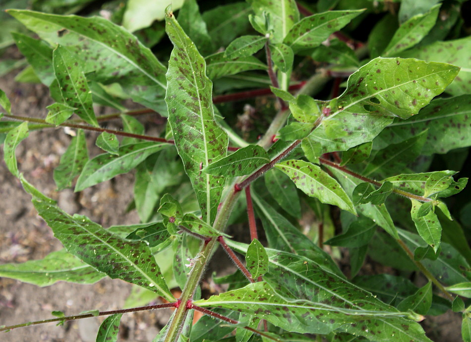 Image of Gaura lindheimeri specimen.