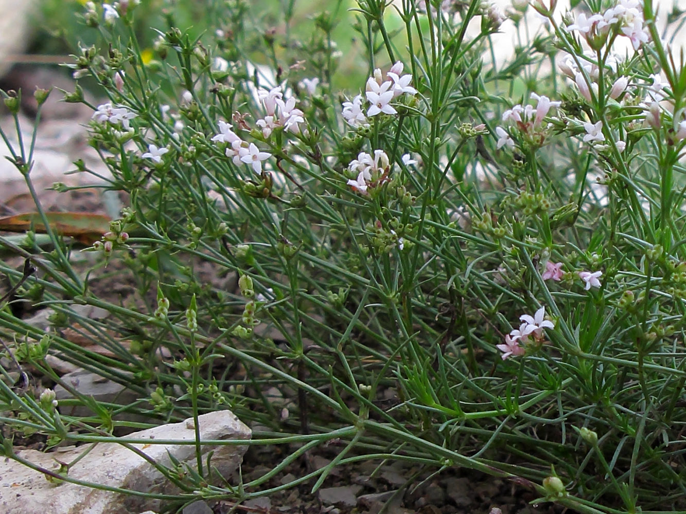 Изображение особи Asperula lipskyana.