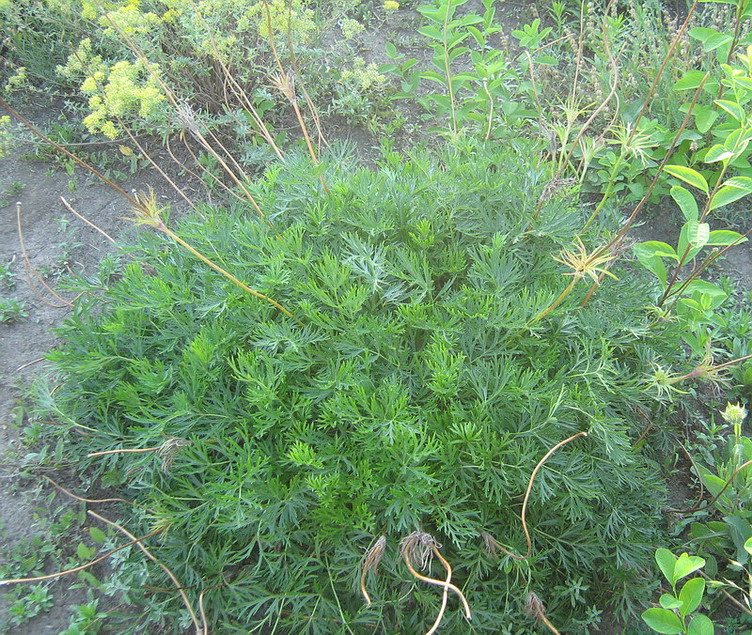 Image of Pulsatilla vulgaris specimen.