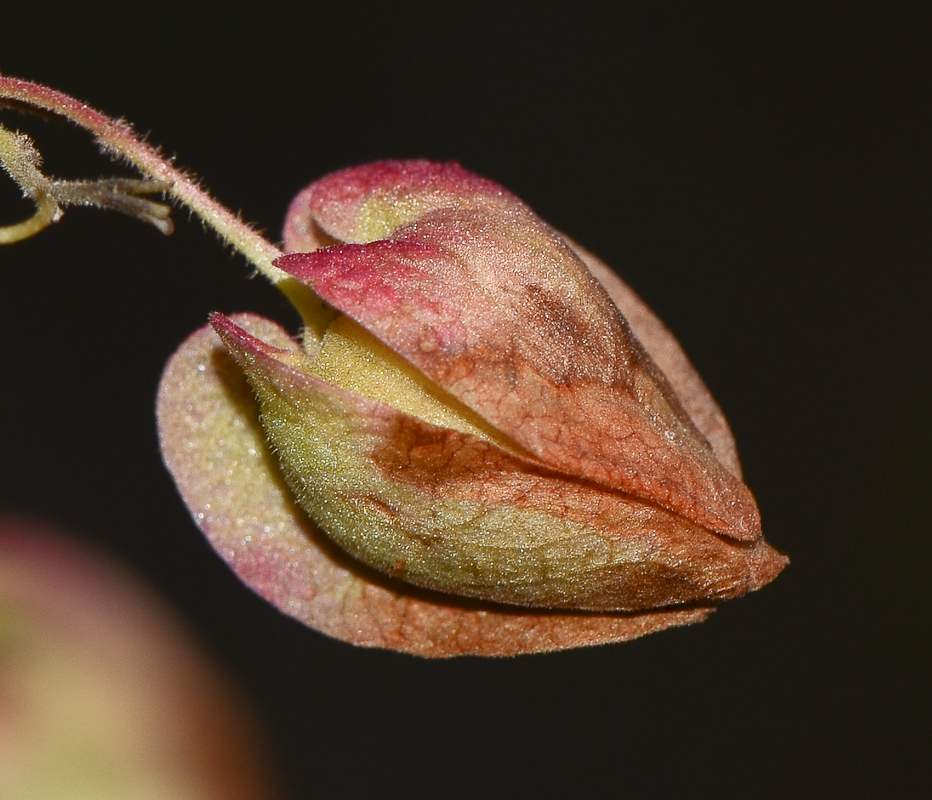 Изображение особи Antigonon leptopus.