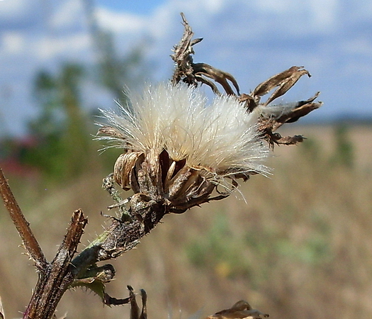 Image of Picris hieracioides specimen.