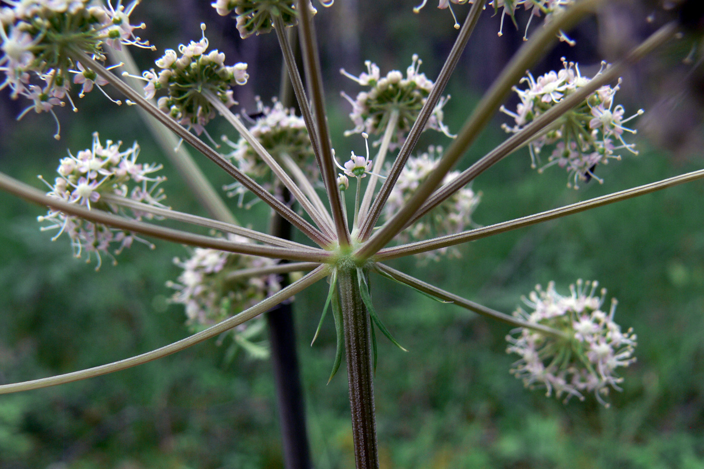 Изображение особи Angelica sylvestris.