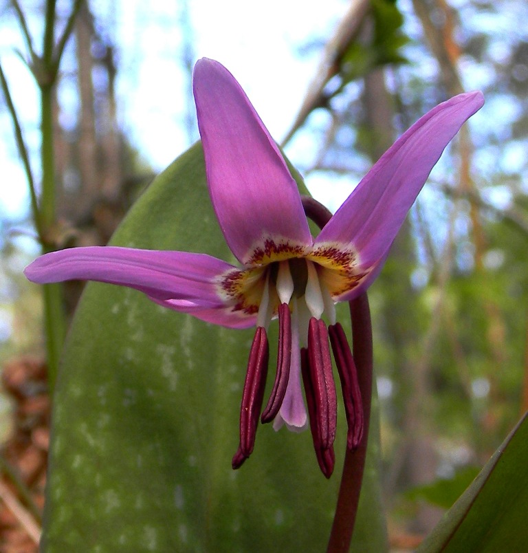 Image of Erythronium sulevii specimen.