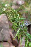 Veronica longifolia