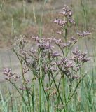 Limonium gmelinii. Верхушка цветущего растения. Иркутская обл., Усть-Ордынский р-н, долина р.Куда, у горы Булен. 15.07.2013.