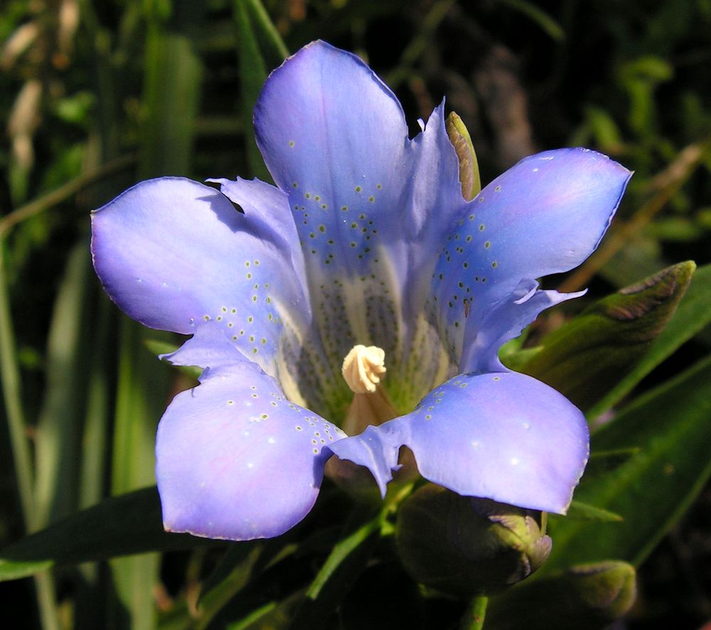 Изображение особи Gentiana scabra.