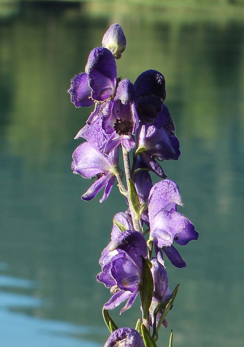 Изображение особи Aconitum napellus.