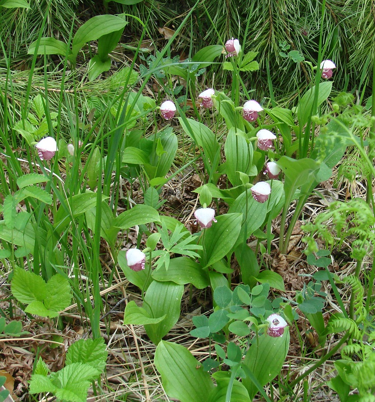 Изображение особи Cypripedium guttatum.