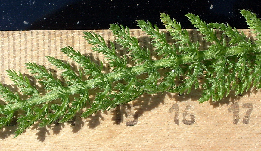 Изображение особи Achillea setacea.