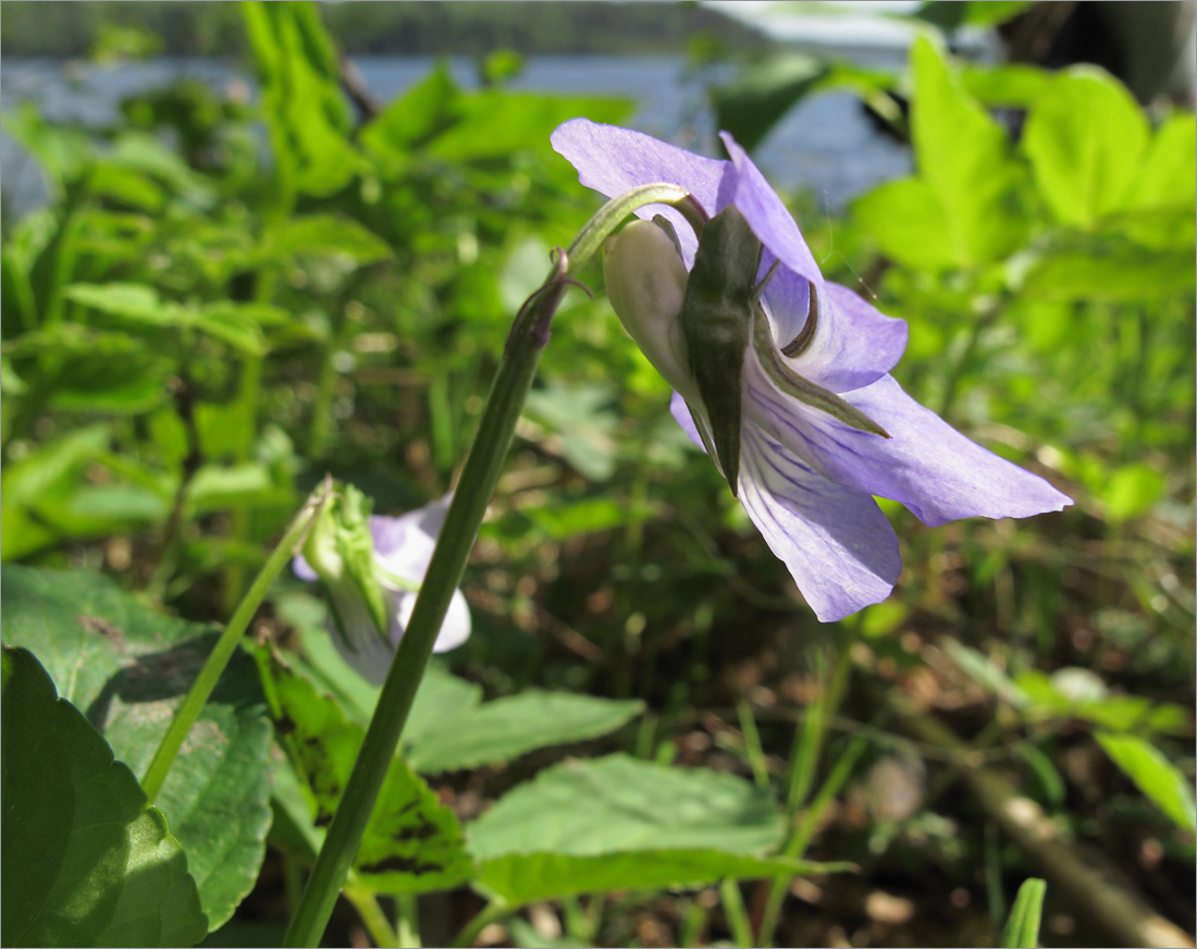 Image of Viola ruppii specimen.