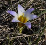 Romulea bulbocodium