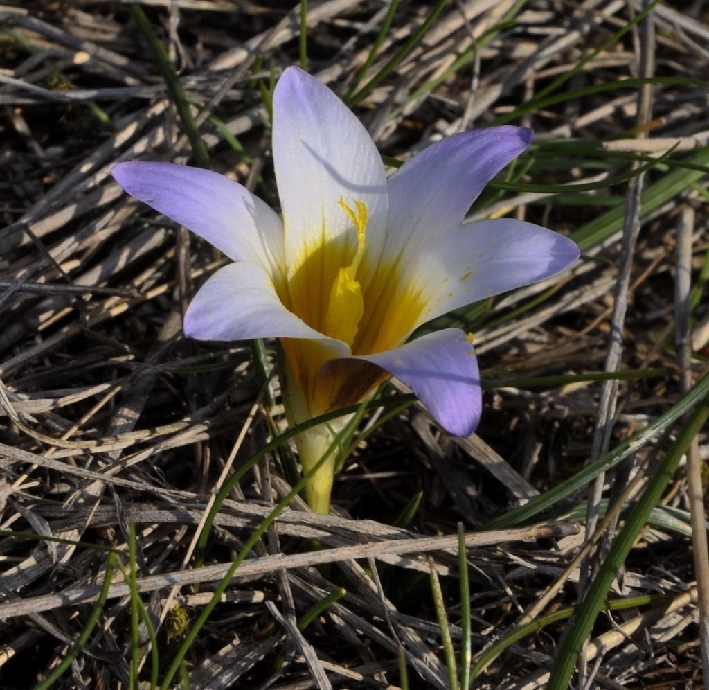 Image of Romulea bulbocodium specimen.