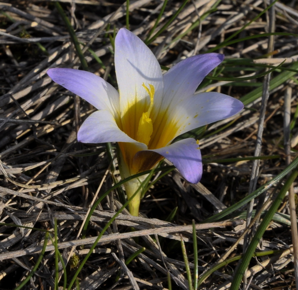 Изображение особи Romulea bulbocodium.