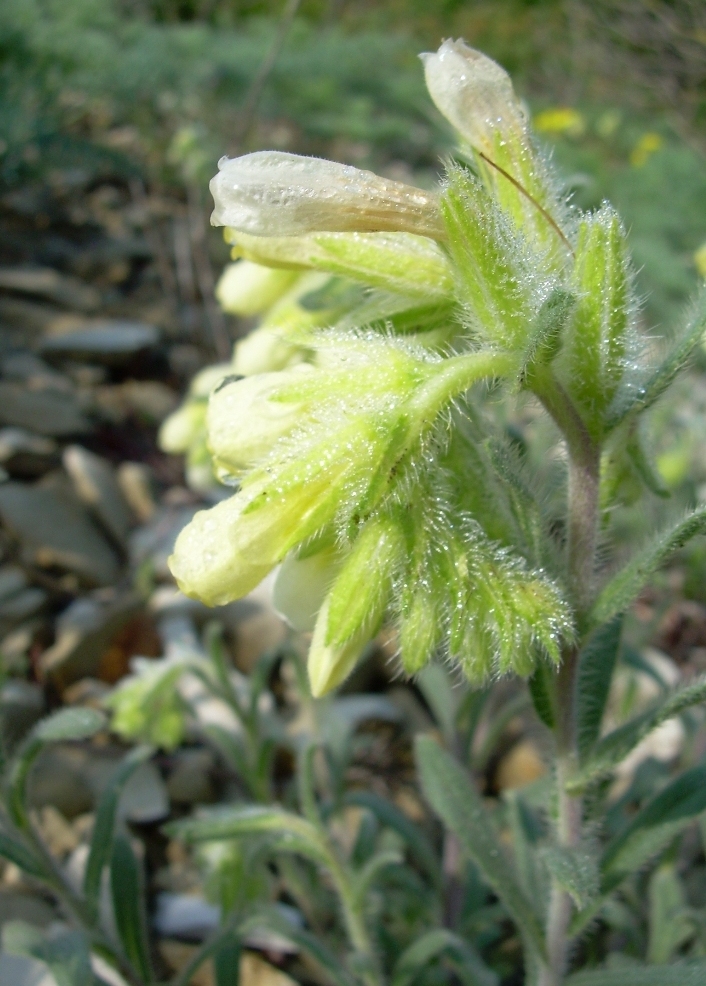 Image of Onosma montana specimen.