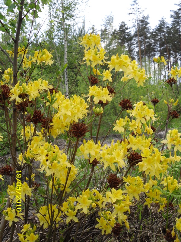 Изображение особи Rhododendron luteum.