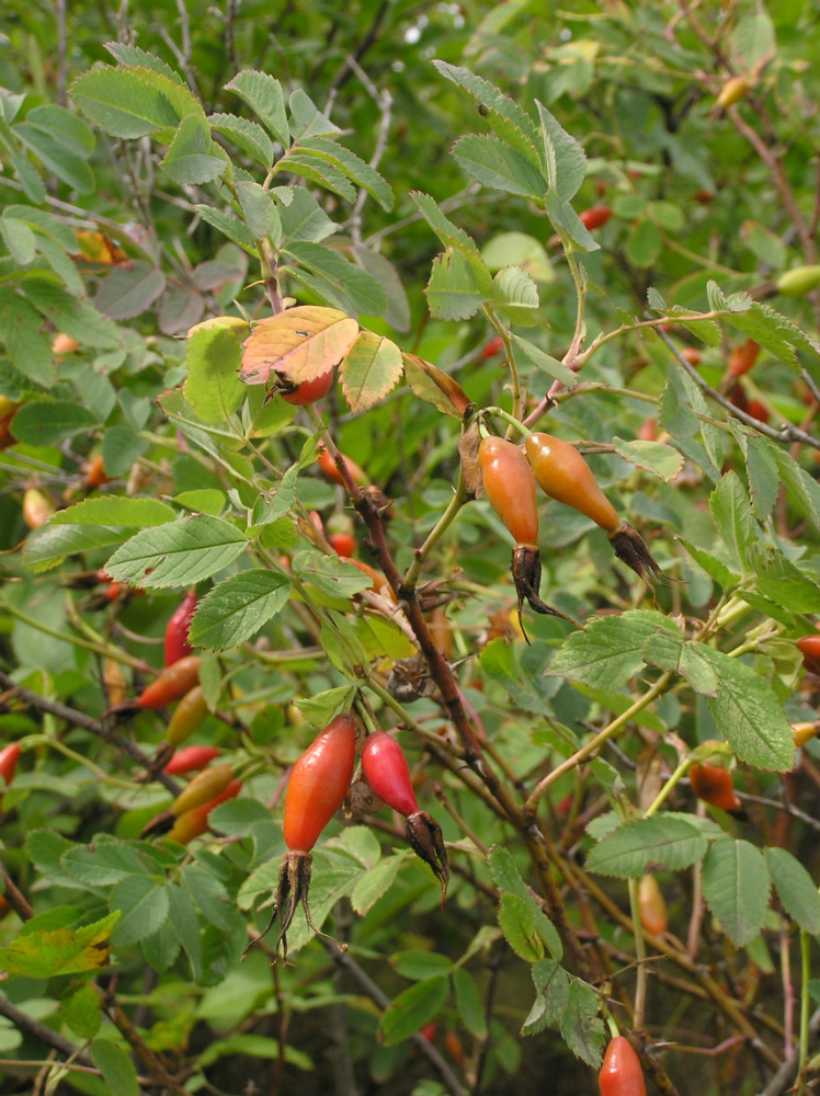 Image of Rosa cinnamomea specimen.