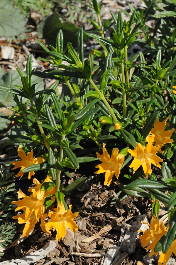 Изображение особи Mimulus bifidus.