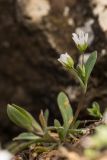 Holosteum umbellatum. Цветущее растение. Ростовская обл., Аксайский р-н, окр. хут. Александровка. 22.03.2014.