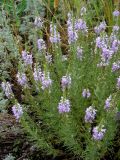 Veronica pinnata