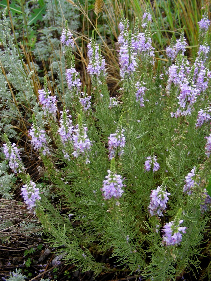 Изображение особи Veronica pinnata.