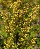 Artemisia gmelinii