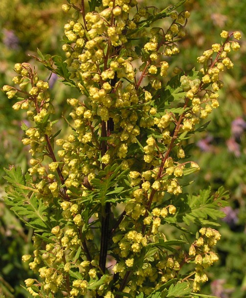 Image of Artemisia gmelinii specimen.