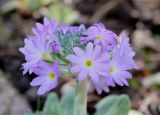 Primula denticulata. Соцветие. Германия, г. Дюссельдорф, Ботанический сад университета. 10.03.2014.