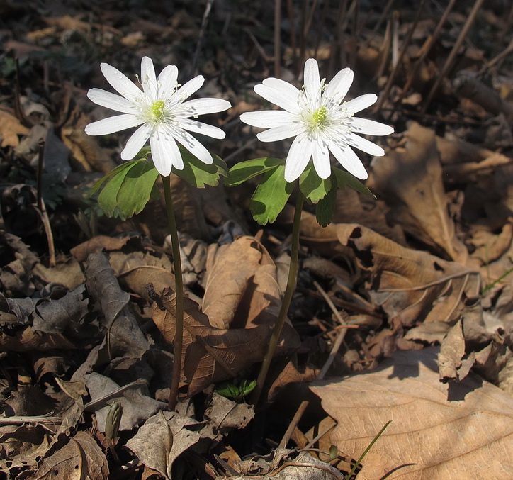 Изображение особи Anemone raddeana.