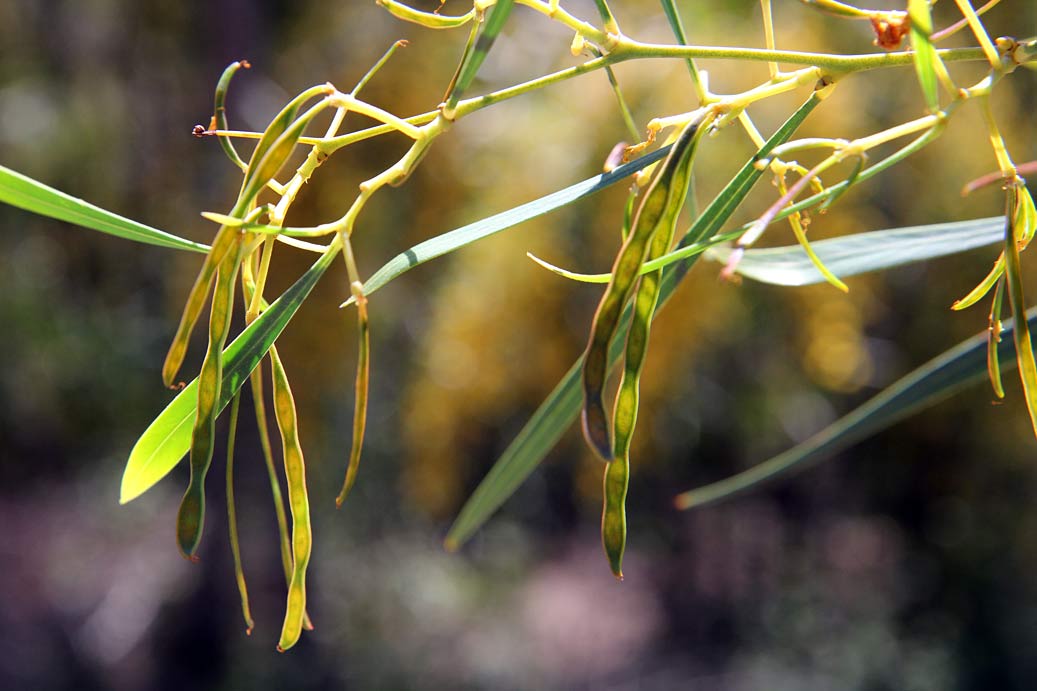 Image of Acacia saligna specimen.