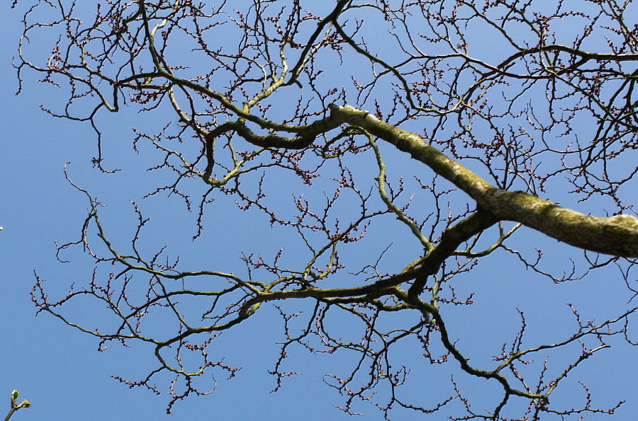 Image of Cercis chinensis specimen.