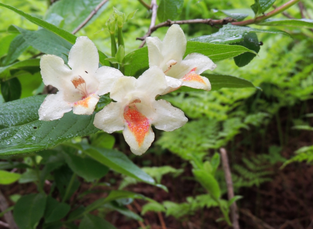 Image of Weigela middendorffiana specimen.