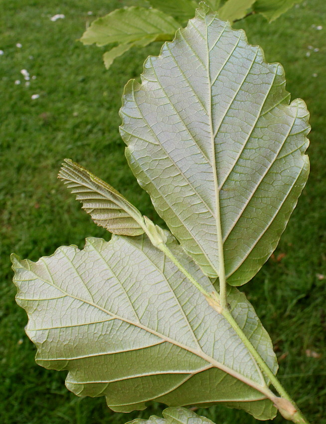 Image of Hamamelis vernalis specimen.