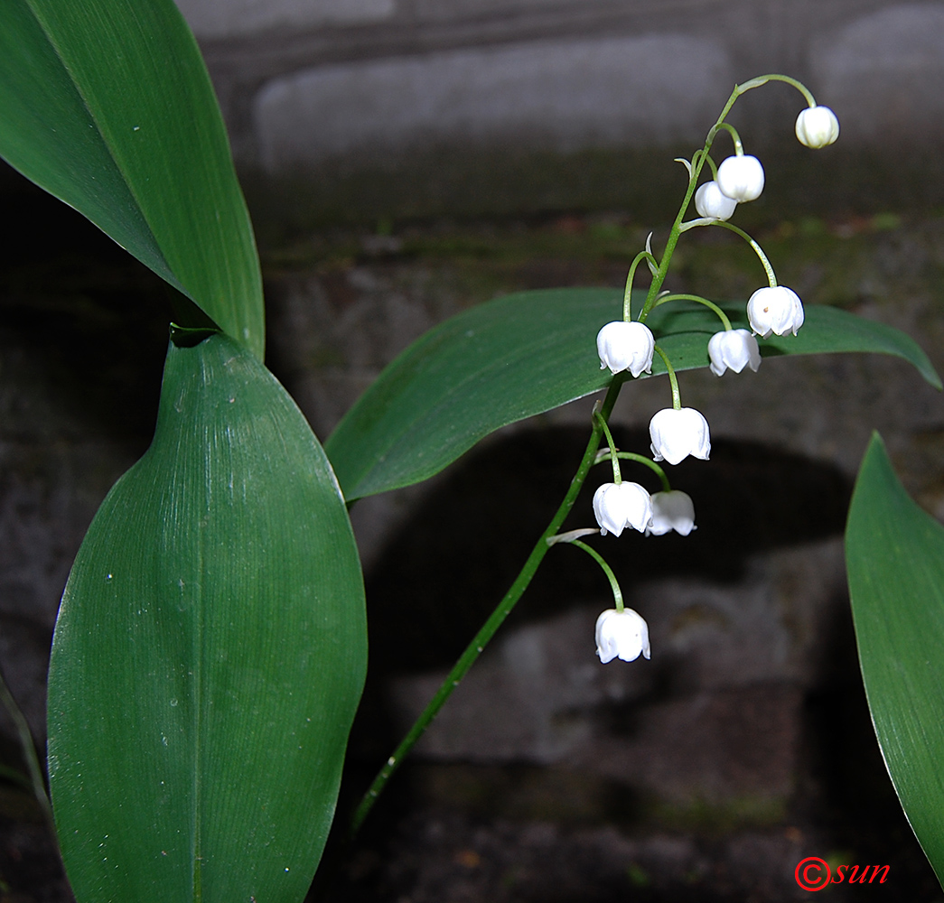 Изображение особи Convallaria majalis.