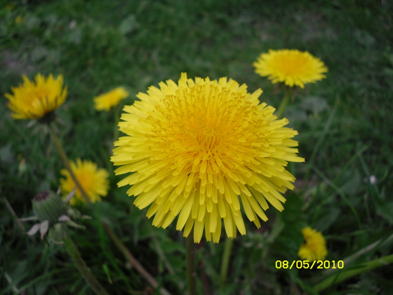 Изображение особи Taraxacum officinale.