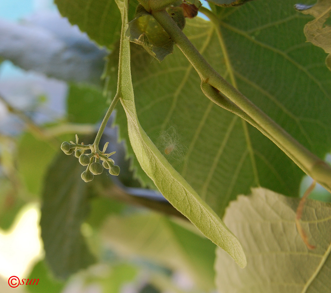 Image of Tilia mandshurica specimen.